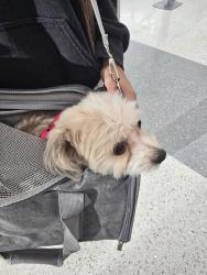 Lost Female Dog last seen F Street, La Porte, TX 77571