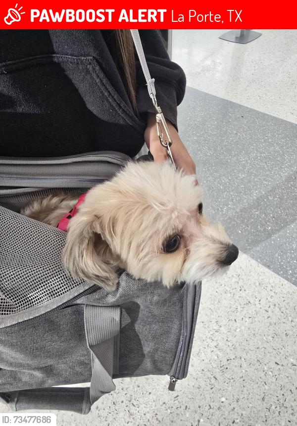 Lost Female Dog last seen F Street, La Porte, TX 77571