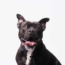 Shelter Stray Male Dog last seen , 3607 N Armenia Ave, Tampa, FL 33607, USA