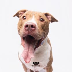 Shelter Stray Male Dog last seen , 3607 N Armenia Ave, Tampa, FL 33607, USA