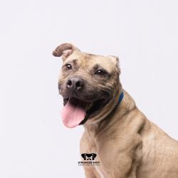 Shelter Stray Male Dog last seen , 3607 N Armenia Ave, Tampa, FL 33607, USA