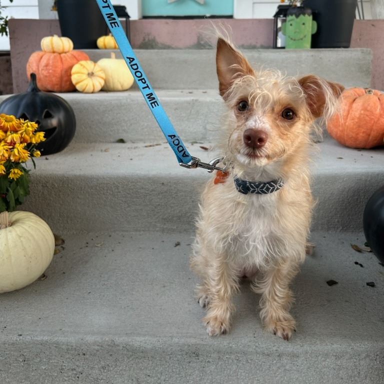 Shelter Stray Female Dog last seen , 361 S Raymond Ave, Pasadena, CA 91105, USA