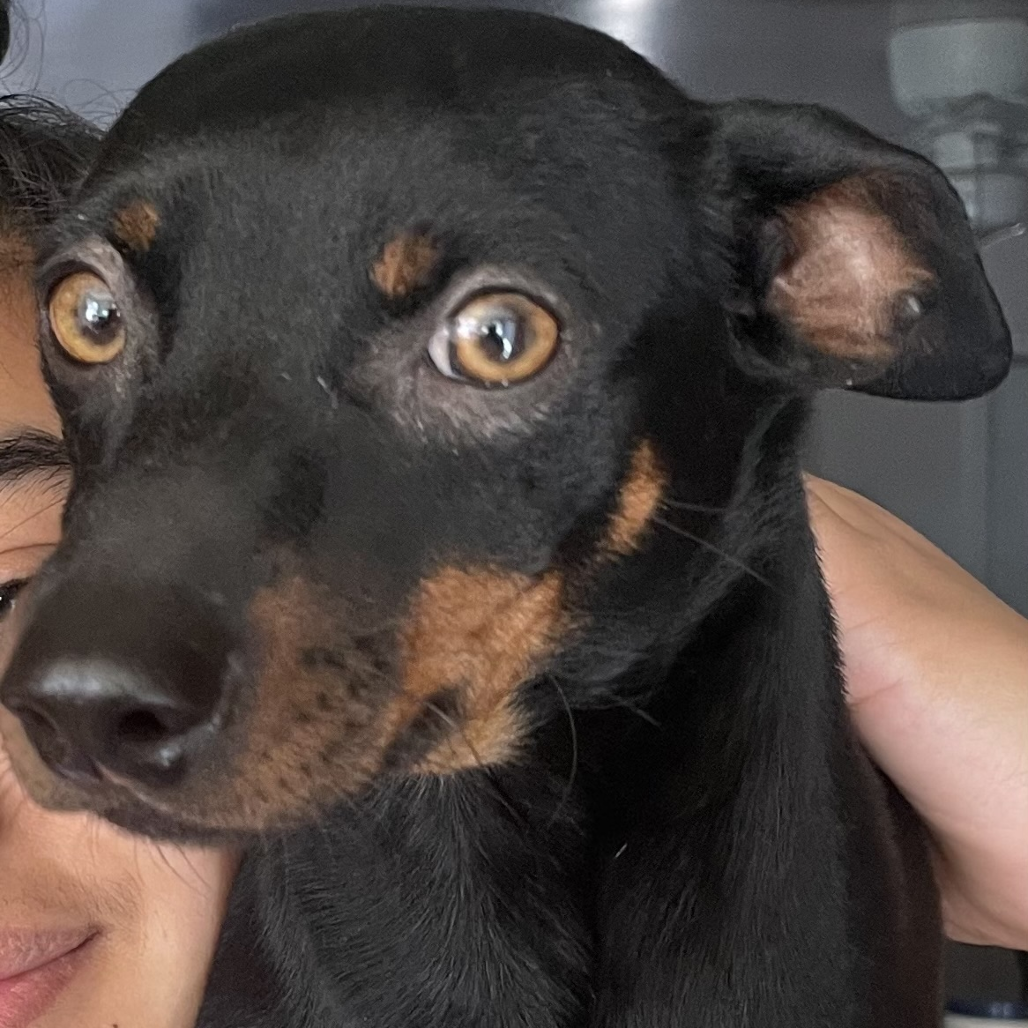 Shelter Stray Male Dog last seen , 361 S Raymond Ave, Pasadena, CA 91105, USA