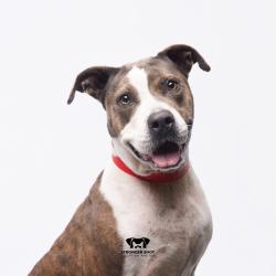 Shelter Stray Female Dog last seen , 3607 N Armenia Ave, Tampa, FL 33607, USA