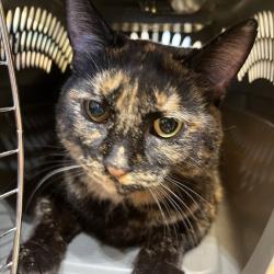 Shelter Stray Female Cat last seen , 54687 Co Rd 19, Bristol, IN 46507, USA