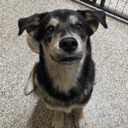 Shelter Stray Male Dog last seen , 825 W Jefferson St, Tipton, IN 46072, USA