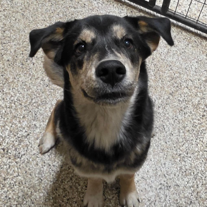 Shelter Stray Male Dog last seen , 825 W Jefferson St, Tipton, IN 46072, USA