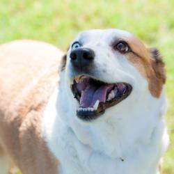 Shelter Stray Female Dog last seen , 2951 S 1st St, Cabot, AR 72023, USA