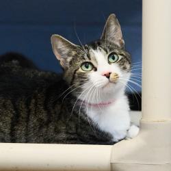 Shelter Stray Female Cat last seen , 2350 Appling City Cove, Memphis, TN 38133, USA