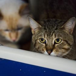 Shelter Stray Male Cat last seen , 2350 Appling City Cove, Memphis, TN 38133, USA