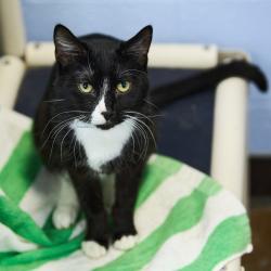 Shelter Stray Male Cat last seen , 2350 Appling City Cove, Memphis, TN 38133, USA
