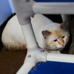 Shelter Stray Male Cat last seen , 2350 Appling City Cove, Memphis, TN 38133, USA