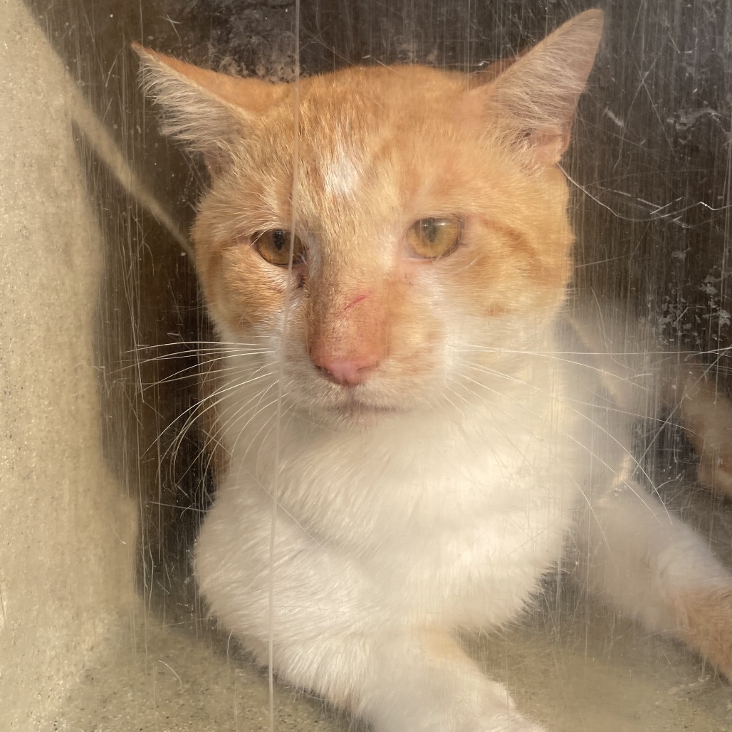 Shelter Stray Male Cat last seen , Animal Care & Control Team of Philly, 111 W Hunting Park Ave, Philadelphia, PA 19140, USA
