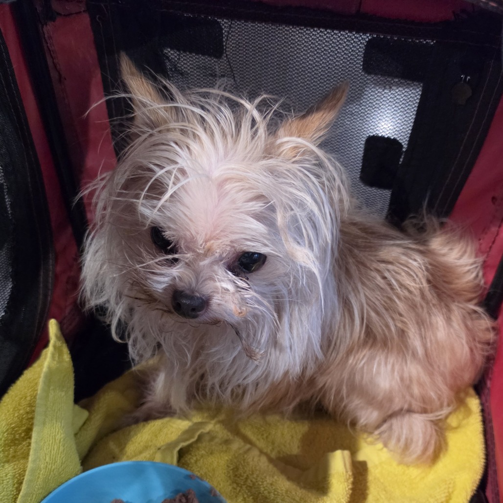 Shelter Stray Female Dog last seen , 2608 Center St, Tacoma, WA 98409, USA