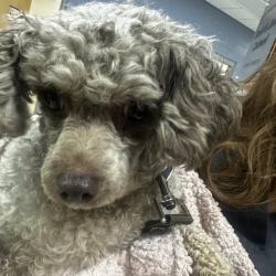 Shelter Stray Male Dog last seen , 8464 Beach Blvd, Jacksonville, FL 32216, USA
