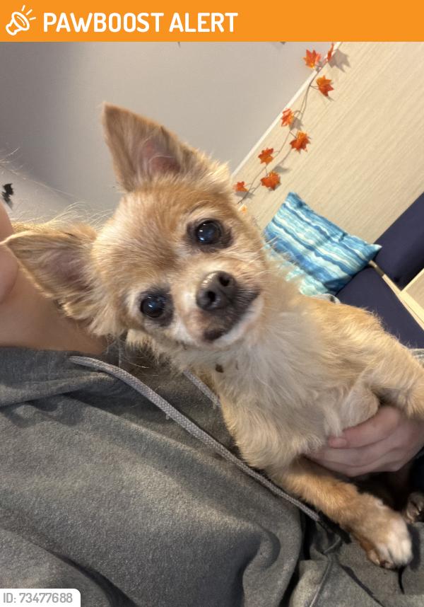 Found/Stray Unknown Dog last seen Found on Boones Ferry next to Sw Day Rd, Sherwood - Tualatin South, OR 97062