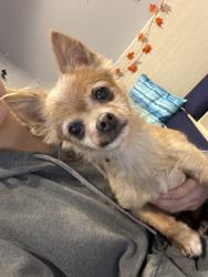 Found/Stray Unknown Dog last seen Found on Boones Ferry next to Sw Day Rd, Sherwood - Tualatin South, OR 97062