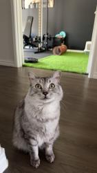 Reunited Male Cat last seen Harmony Wy, Cleburne, TX 76033, USA, Cleburne, TX 76033