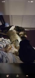 Lost Male Cat last seen Moog and us 19, Holiday, FL 34690