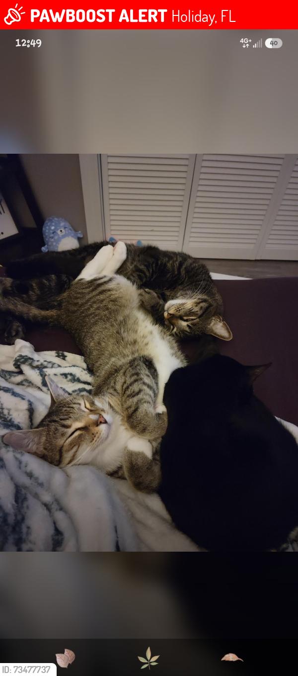 Lost Male Cat last seen Moog and us 19, Holiday, FL 34690