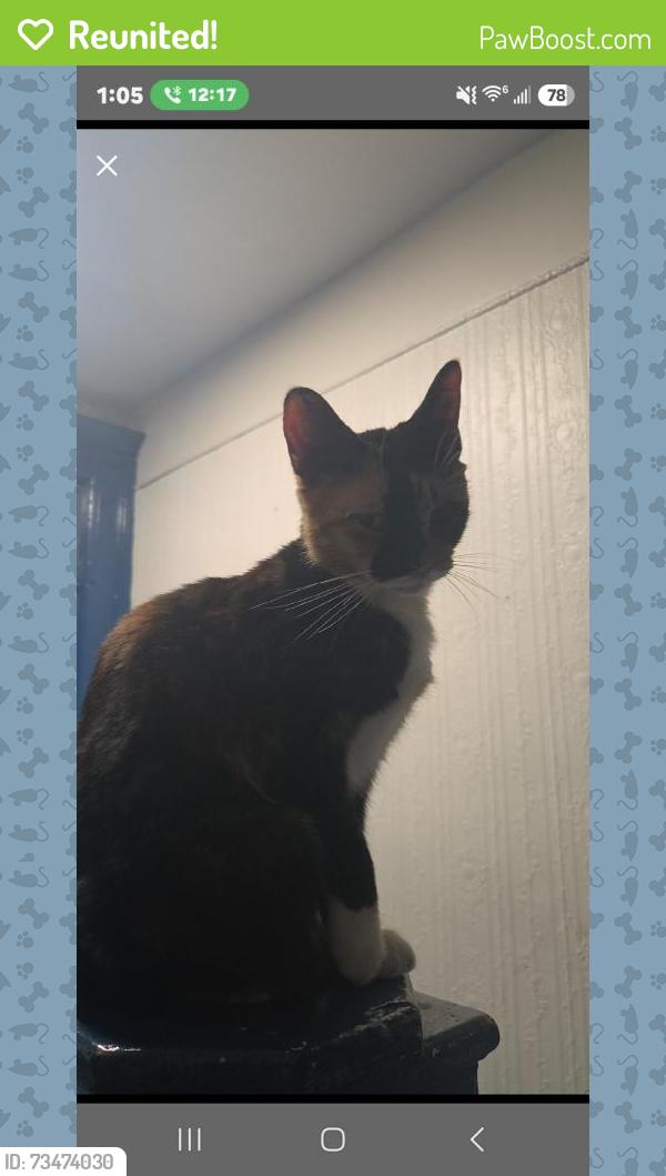 Reunited Female Cat last seen 172nd street and Jennings street, The Bronx, NY 10460