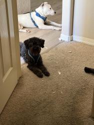 Reunited Male Dog last seen Carey took and Fairgrange place lane, Katy, TX 77449