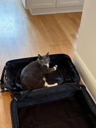 Reunited Female Cat last seen Near Davis Ave (apmt building), Rye, NY 10580