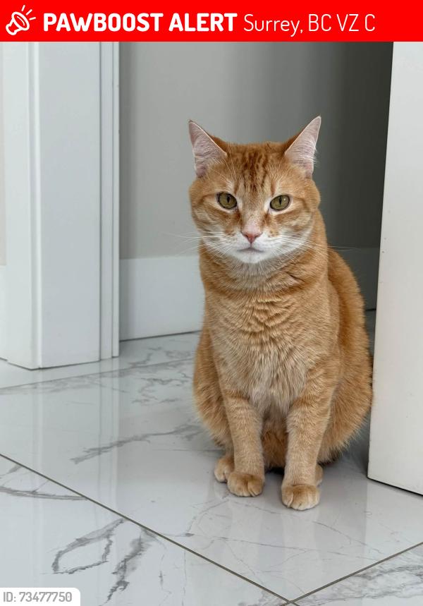 Lost Male Cat last seen Near and 40 Ave Surrey, Surrey, BC V3Z 1C5