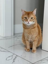 Lost Male Cat last seen Near and 40 Ave Surrey, Surrey, BC V3Z 1C5