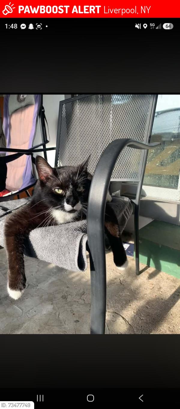 Lost Male Cat last seen Madison village, Liverpool, NY 13090