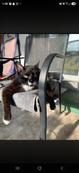 Lost Male Cat last seen Madison village, Liverpool, NY 13090