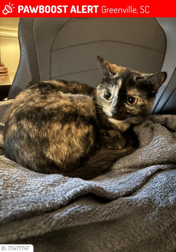 Lost Female Cat last seen Near monticello ave, Greenville, SC 29607
