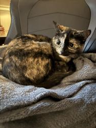 Lost Female Cat last seen Near monticello ave, Greenville, SC 29607