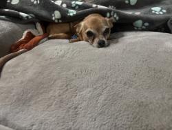 Reunited Male Dog last seen Fulkerth and Tully, Turlock, CA 95380