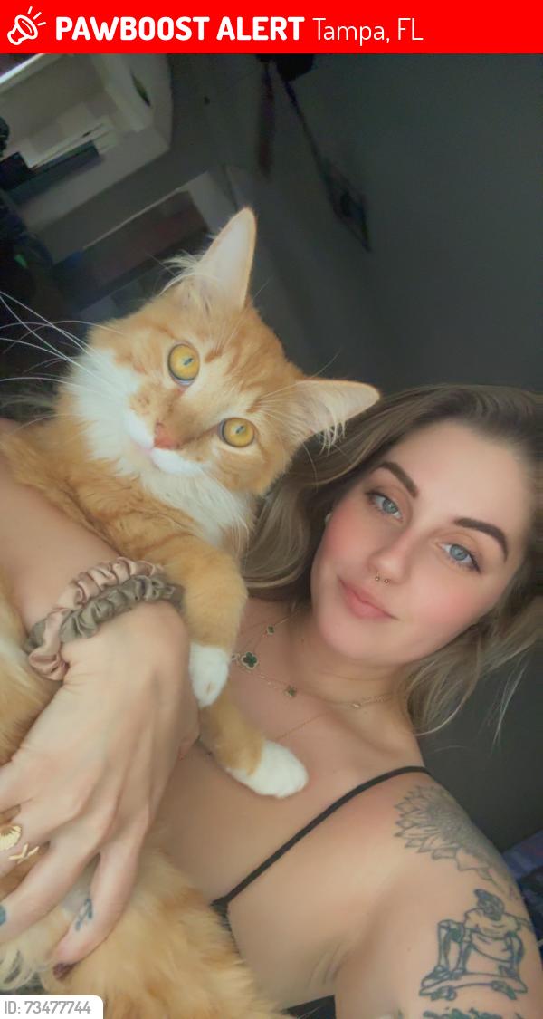 Lost Male Cat last seen S 47th st off causeway blvd, Tampa, FL 33619