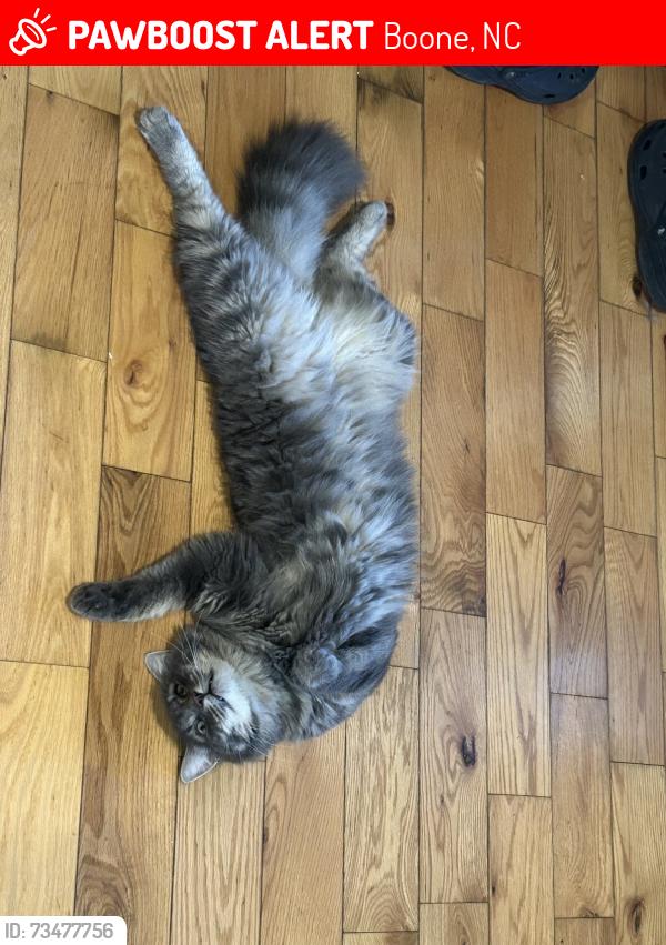 Lost Male Cat last seen West wood units, Boone, NC 28607