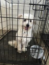 Reunited Male Dog last seen State Park Rd, Greenville, SC, USA, Greenville, SC 29609