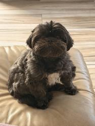 Reunited Female Dog last seen bold street and green castle, Rowland Heights, CA 91748