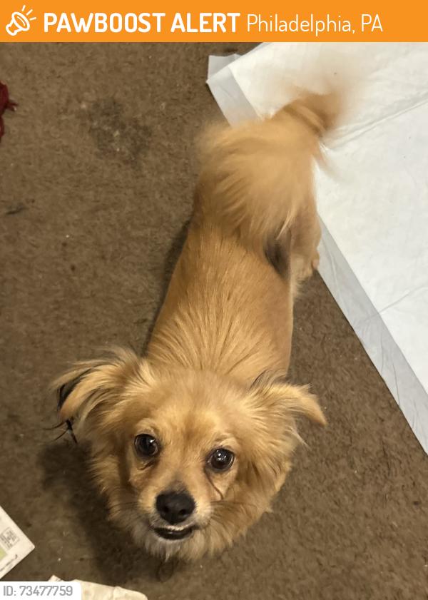 Found/Stray Male Dog last seen Dewey St, Philadelphia, PA 19142