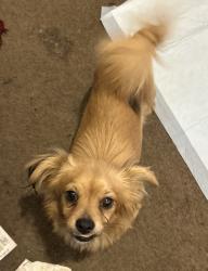 Found/Stray Male Dog last seen Dewey St, Philadelphia, PA 19142