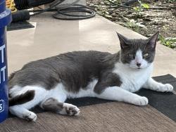 Reunited Male Cat last seen Turquoise Way, San Antonio, TX 78251, USA, San Antonio, TX 78251