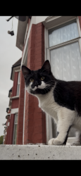 Found/Stray Male Cat last seen Burghley Road + Courcy Road, Greater London, England N8 0QG