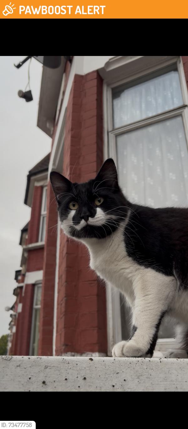 Found/Stray Male Cat last seen Burghley Road + Courcy Road, Greater London, England N8 0QG