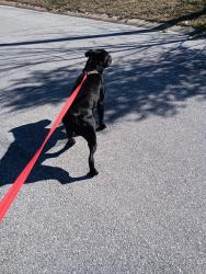 Lost Male Dog last seen 15th, Panama City, FL 32401