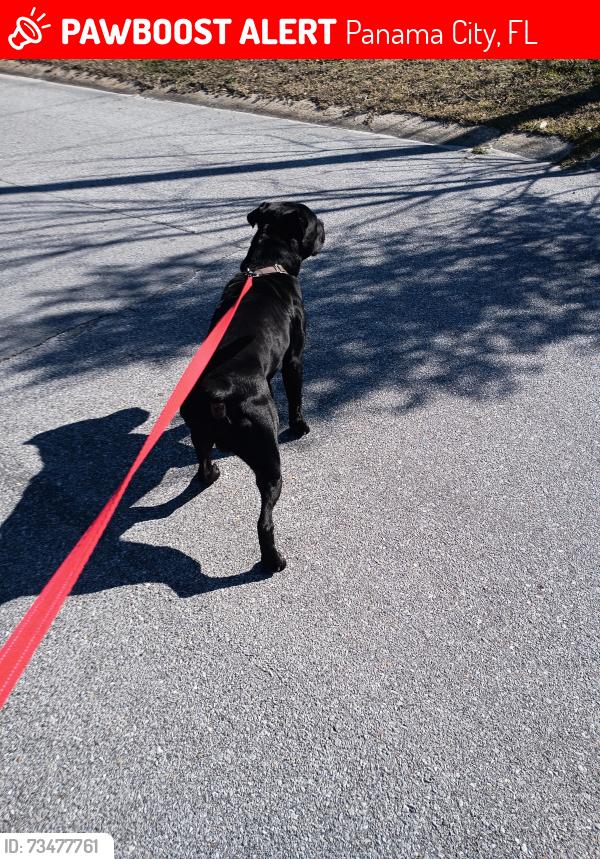 Lost Male Dog last seen 15th, Panama City, FL 32401