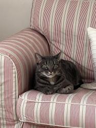 Reunited Female Cat last seen Near Davis Ave (apmt building), Rye, NY 10580