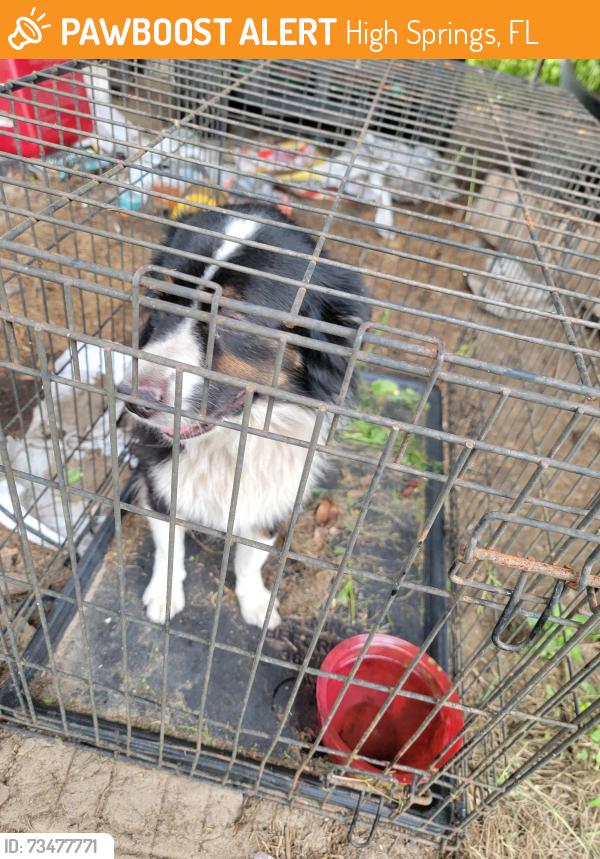 Found/Stray Male Dog last seen Cr 340 cr 47, High Springs, FL 32643