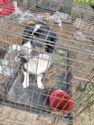 Found/Stray Male Dog last seen Cr 340 cr 47, High Springs, FL 32643