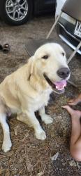 Reunited Male Dog last seen Wagon Wheel and Frontier, Stagecoach, TX 77355