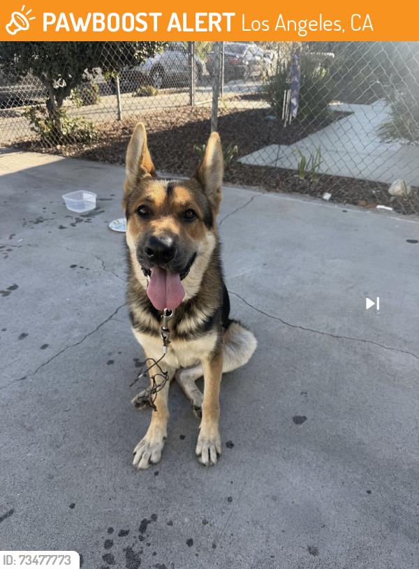 Found/Stray Male Dog last seen Pacific coast highway & Watson ave., Los Angeles, CA 90744